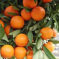 The Entacloo Orange Plant Nagpur Mandarin Orange All Time Variety Grafted Fruit Live PlantsTree(11.5 Ft Size)-thumb1