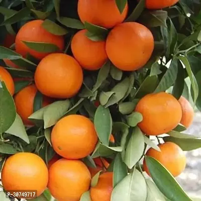 The Entacloo Orange Plant Nagpur Mandarin Orange All Time Variety Grafted Fruit Live PlantsTree(11.5 Ft Size)-thumb2