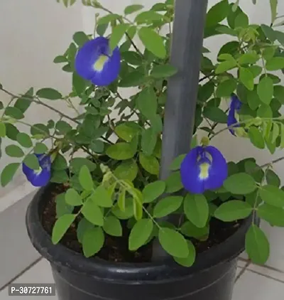 The Entacloo Aparajita Butterfly Pea Plant Aprajita Flower Plant 002-thumb0