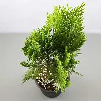 The Entacloo PlatycladusMorpankhi Plant Morpankhi Ornamental Plant-thumb1