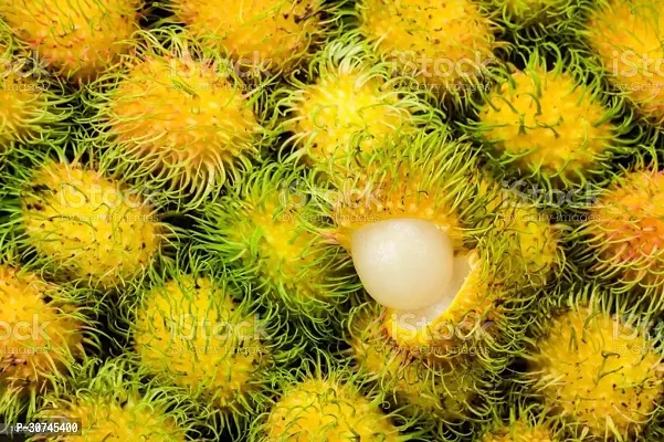 The Entacloo ZZ Plant Rare Yellow Rambutan Hybrid Exotic Fruit Seedling Live Plant Yellow Variety CF30-thumb0