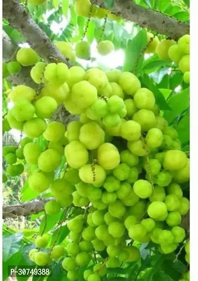 The Entacloo Amla Plant ASDPLS1820-thumb0