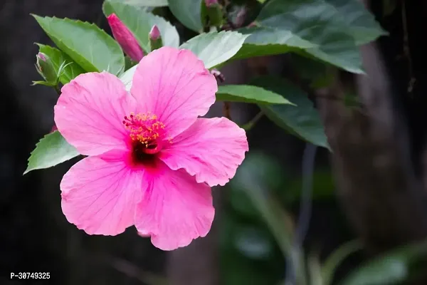 The Entacloo Hibiscus Plant Hibiscus pink plant-thumb0