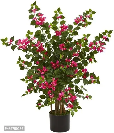 The Entacloo Baugainvillea Plant Bougainvillea Plant Kagaj Flower Live Plant FP809-thumb0