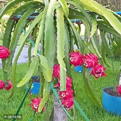 The Entacloo Dragon Tree Red dragon-thumb0