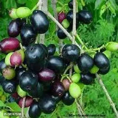 The Entacloo Berry Plant Black jam seedling plant-thumb3