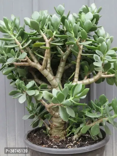 The Entacloo Crassula Plant Hybrid_Crassula10-thumb0