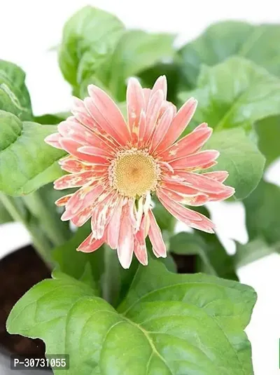 The Entacloo Gerbera Plant Plants 162-thumb3