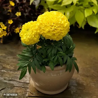 The Entacloo Marigold Plant Marigold plant 13-thumb0