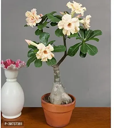 The Entacloo Adenium Plant 256-thumb0