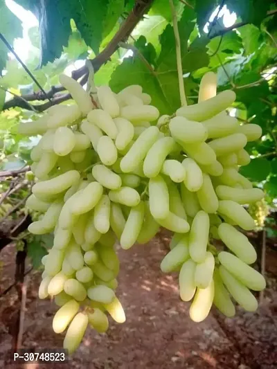 The Entacloo Grapes Plant 122Grapes Sweet Hybrid Plant-thumb0