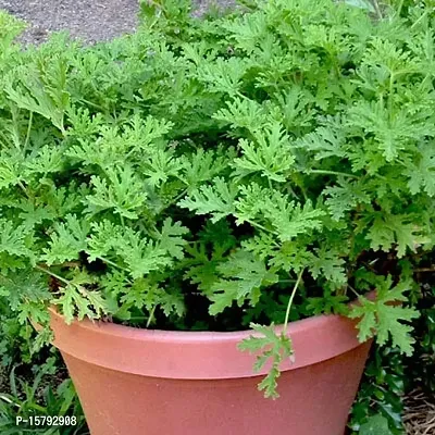 The Entacloo Mosquito Repelling Citronella, Odomas Grass