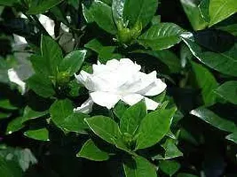 The Entacloo Jasmine Plant Gandharaj Flower-thumb2