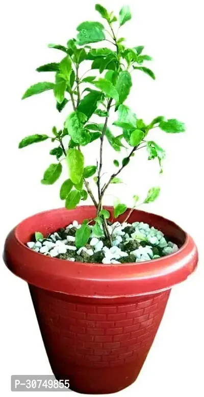 The Entacloo Tulsi Plant EVltul39-thumb0