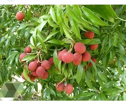 The Entacloo Litchi Plant Latchi Fruit Plant-thumb2