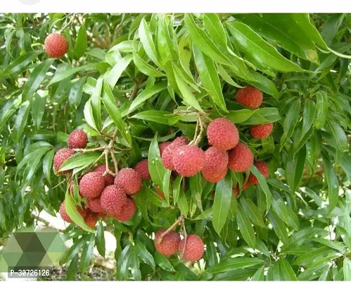 The Entacloo Litchi Plant Latchi Fruit Plant-thumb3