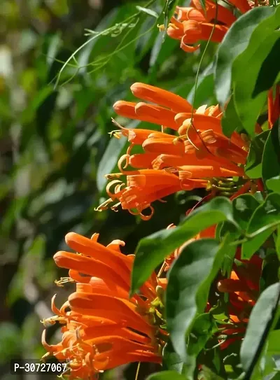 The Entacloo Begonia Vanusta Plant Pyrostegia Venusta Plant-thumb0