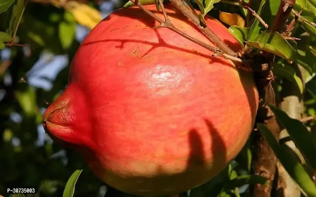 The Entacloo Pomegranate Plant Pomegranate Plant 0110-thumb0