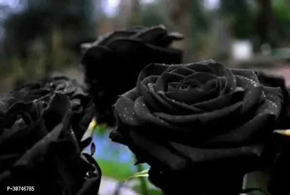 The Entacloo Rose Plant Unique Black Rose Plant CF50025-thumb0