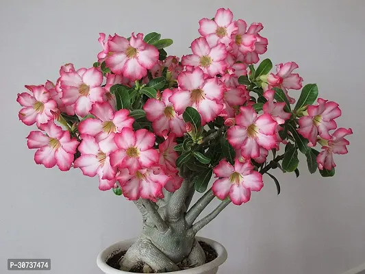 The Entacloo Adenium Plant life palnts-thumb0