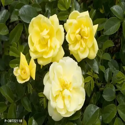 The Entacloo Rose Plant Hybrid Tree Roses