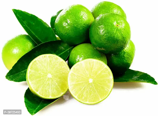 The Entacloo Lemon Plant SourHealthy Lime Fruit Plant-thumb0