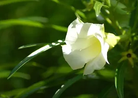 The Entacloo Oleander Plant white kolkeoleander flower plant oleanderkarabi flower plant-thumb1