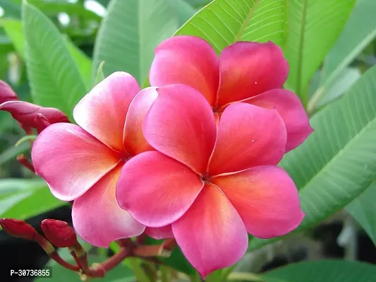 The Entacloo Plumeria Plant Pink plumeriaFrangipani flowerchampakathchapawood champa flower plant-thumb0