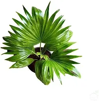 The Entacloo ZZ Plant Table Palm UmbrellaPlant Indoor Air Purifier (Healthy Live Plant-thumb2