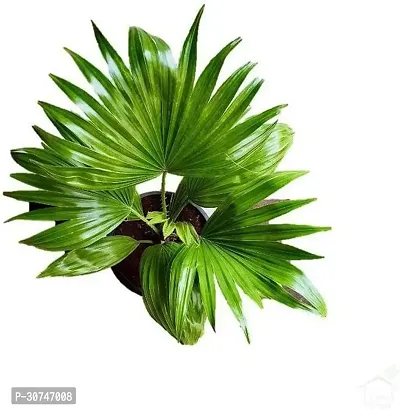 The Entacloo ZZ Plant Table Palm UmbrellaPlant Indoor Air Purifier (Healthy Live Plant-thumb3