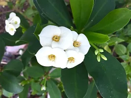 The Entacloo Euphorbia Plant Euphorbia Milii Flower PlantMp15-thumb2