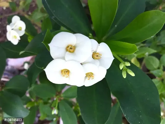 The Entacloo Euphorbia Plant Euphorbia Milii Flower PlantMp15-thumb3