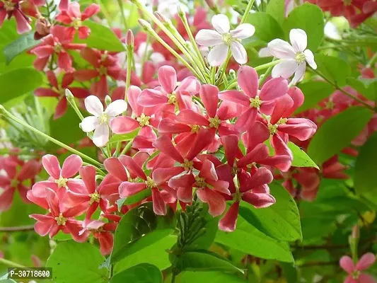 The Entacloo MadhumaltiRangoon Creeper live Madhumalti (Rangoon Creeper) Flowering Plant-thumb0