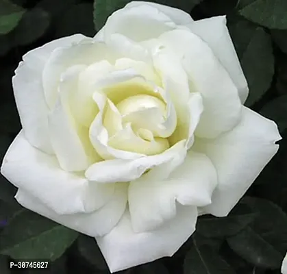 The Entacloo Rose Plant white rose plant-thumb0