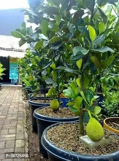 The Entacloo Jack Fruit Plant JACKFRUIT LIVE PLANT PACK OF 1-thumb0