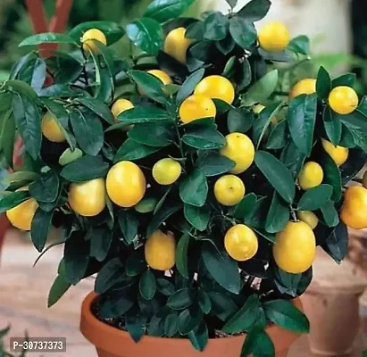 The Entacloo Lemon Plant Lemon Plant ( Green )-thumb0