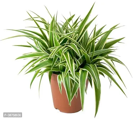 The Entacloo Spider Plant SPIDER PLANT ONN-thumb0