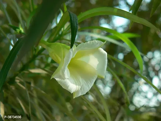 The Entacloo Oleander Plant white kolkeoleander flower plant oleanderkarabi flower plant-thumb0