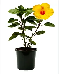 The Entacloo Hibiscus Plant yellow hibiscus plant-thumb1