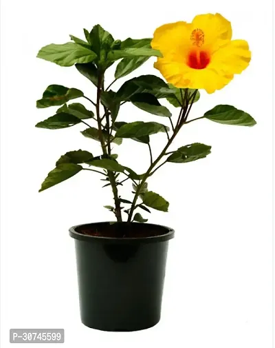 The Entacloo Hibiscus Plant yellow hibiscus plant-thumb2