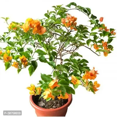 The Entacloo Baugainvillea Plant Bougainvillea Plant Kagaj Flower Live Plant FP812-thumb0