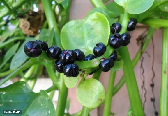 The Entacloo Velvety Green Plant Red Malabar Plant (Pui Saag)-thumb3