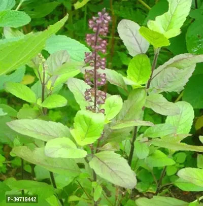 The Entacloo Tulsi Plant Tulsi-thumb0