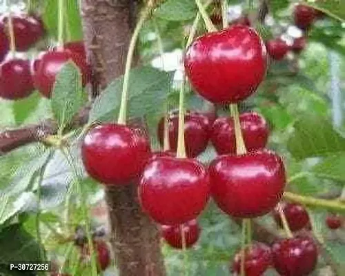 The Entacloo Cherry Fruit Plant CU11-thumb0