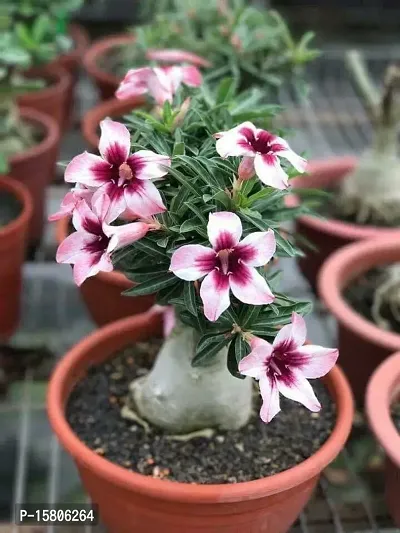 The Entacloo Adenium Plant (LV-362)