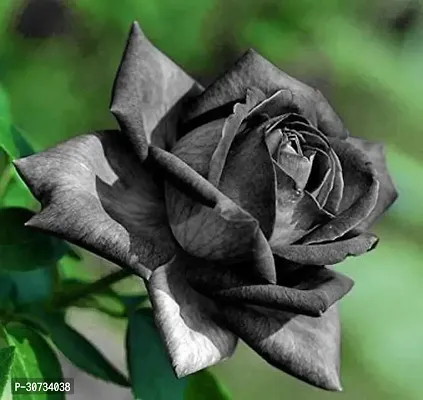 The Entacloo Rose Plant Black rose tree plant original-thumb2