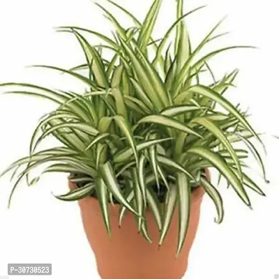 The Entacloo Spider Plant GETs Spider Plant-thumb0