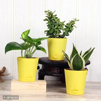 The Entacloo Money Plant FA9898500pl-thumb0