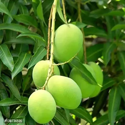 The Entacloo Mango Plant Gardens Kalapadi Mango Fruit Plants-thumb0