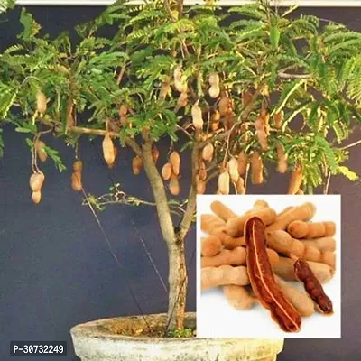 The Entacloo Tamarind Plant tamarindplant 0030-thumb0